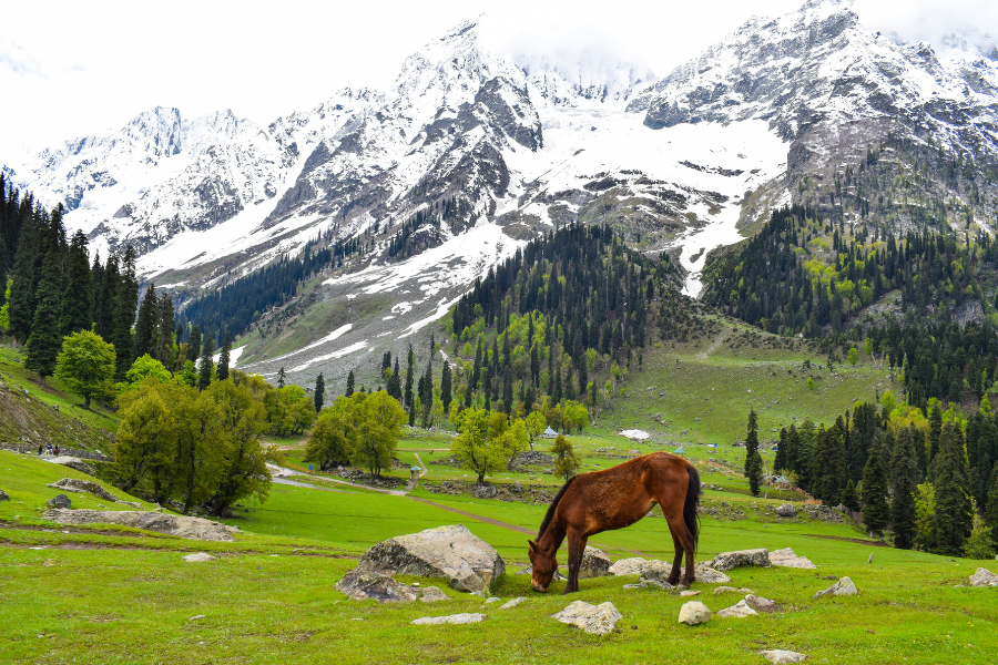 Kashmir Premium Experience