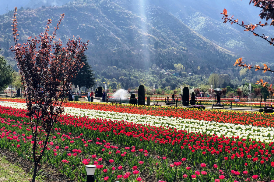 Offbeat Kashmir Experience
